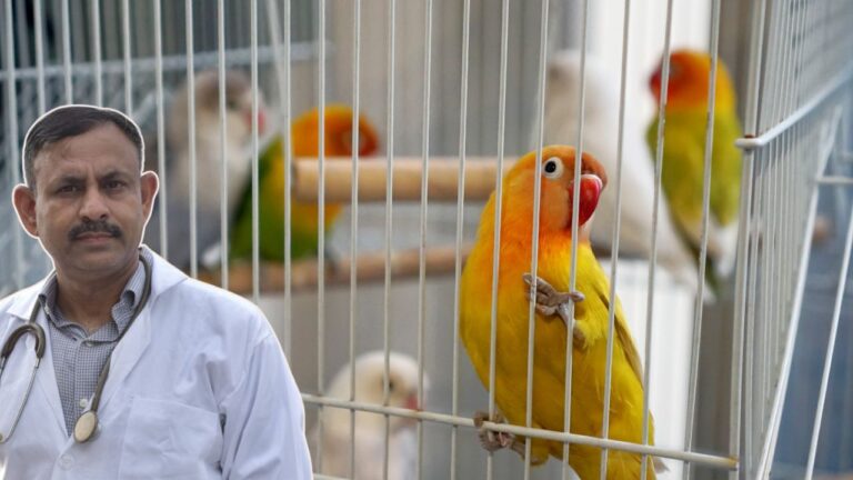 Lovebirds Cage