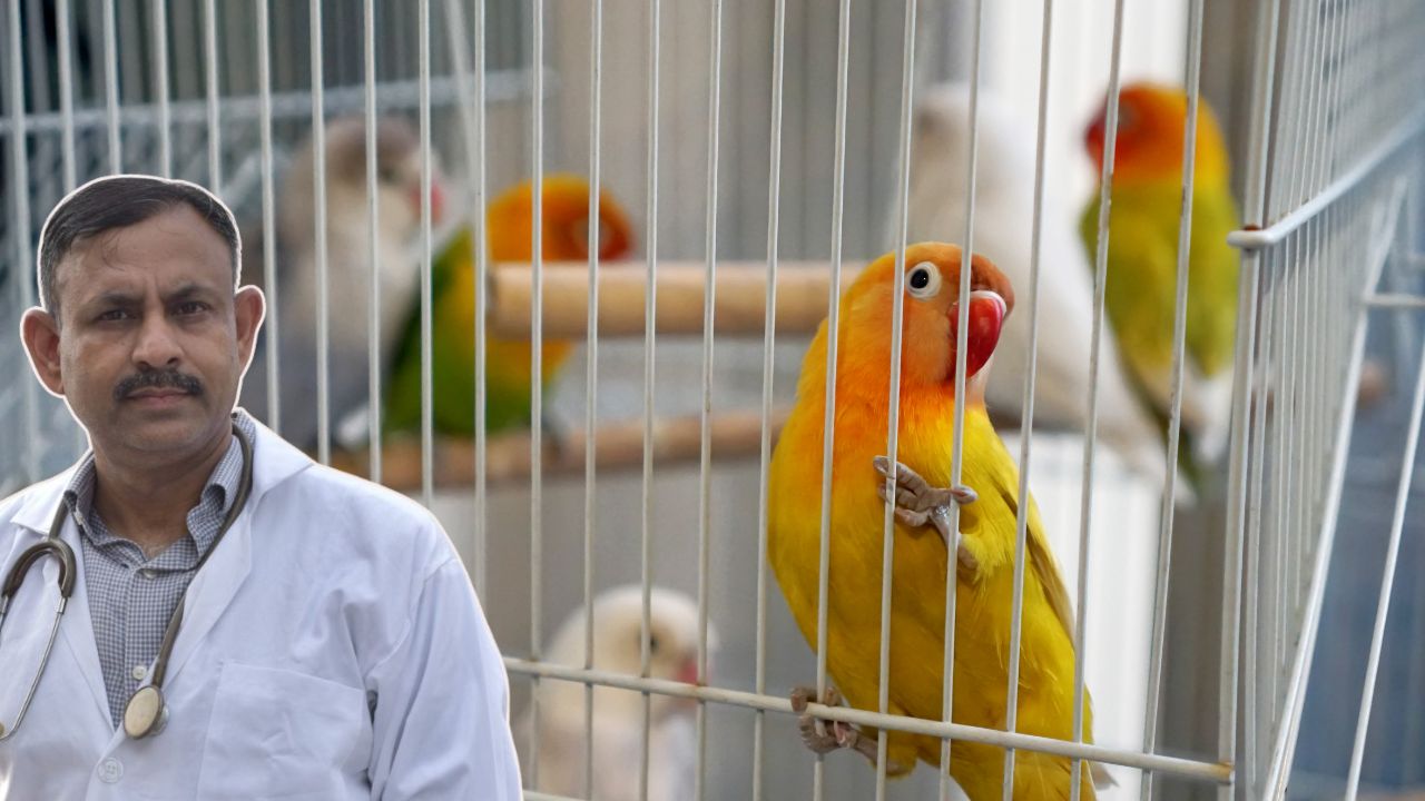 Lovebirds Cage