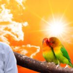 Lovebirds Summer Care