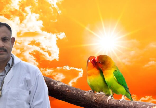 Lovebirds Summer Care