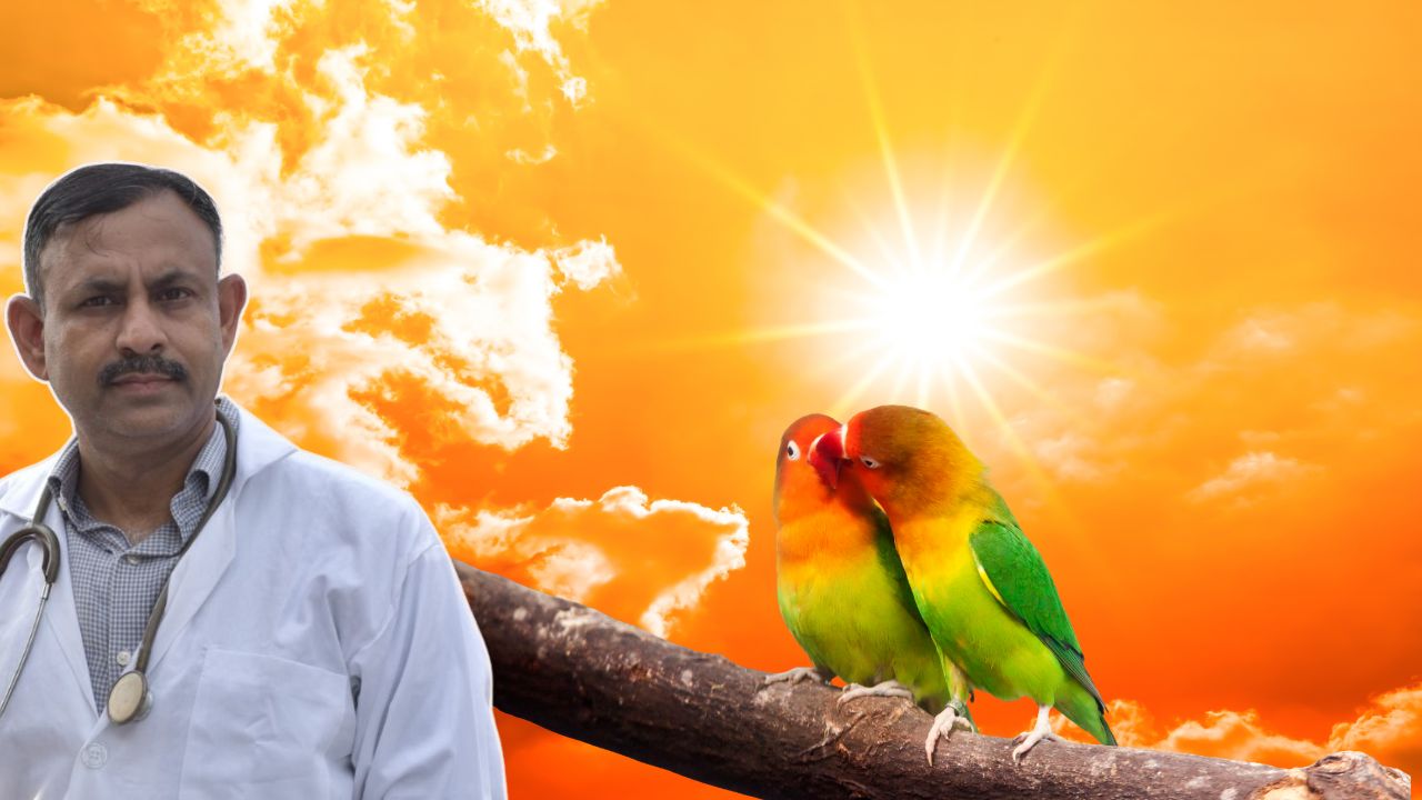 Lovebirds Summer Care