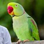 Parrot Care