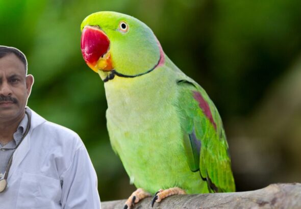 Parrot Care