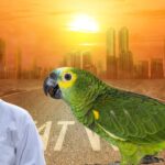 Parrot Care in Summer
