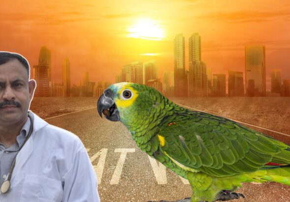 Parrot Care in Summer