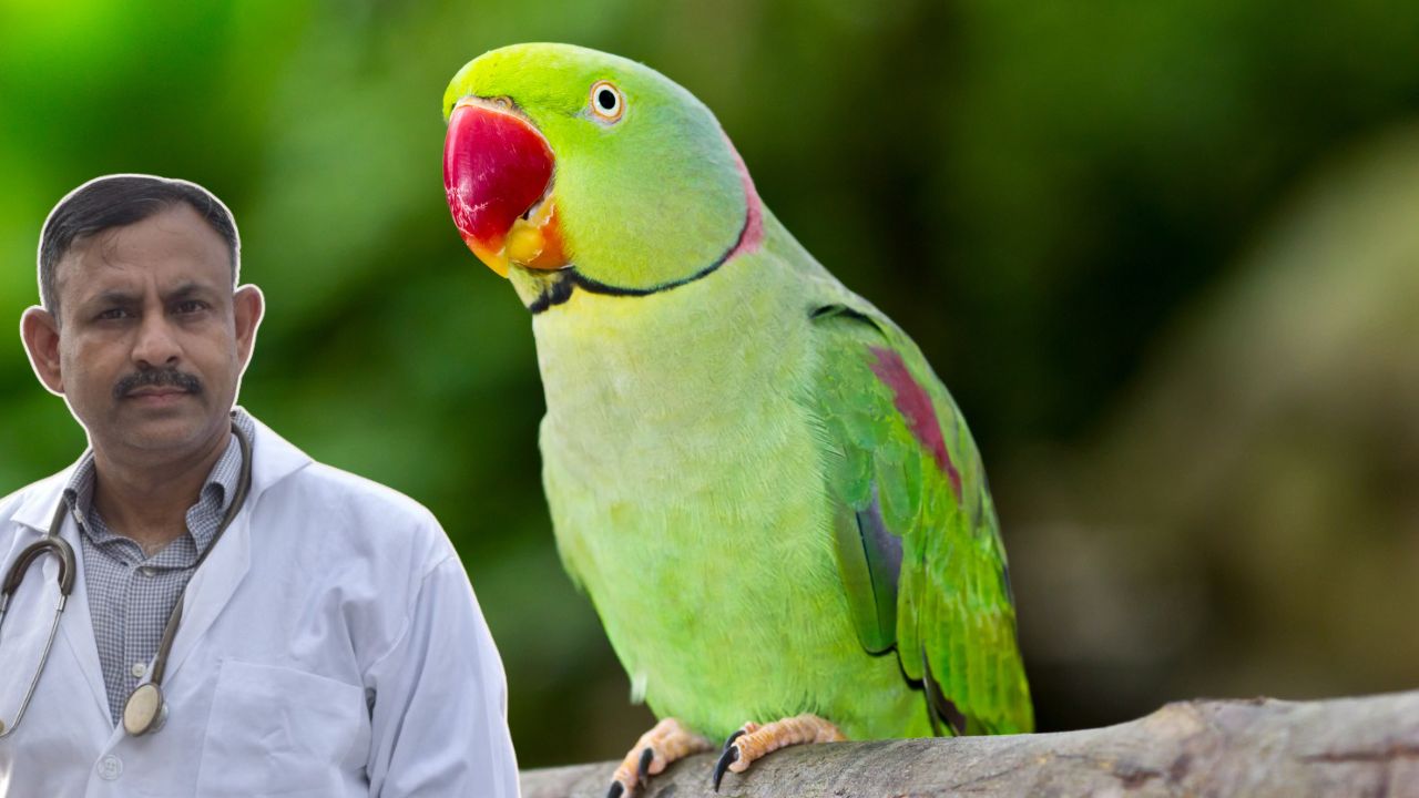 Parrot Care