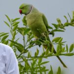 Parrot Health