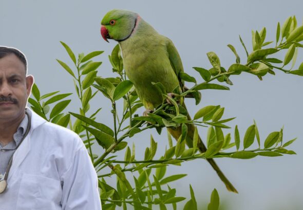 Parrot Health