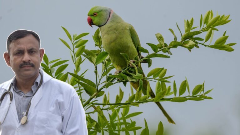 Parrot Health