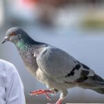 Pigeon Care