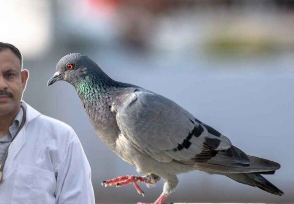 Pigeon Care