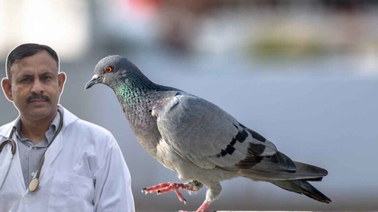 Pigeon Care