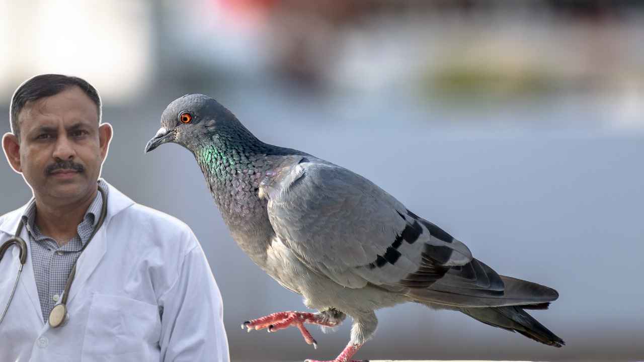 Pigeon Care
