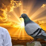 Pigeon Summer Diseases