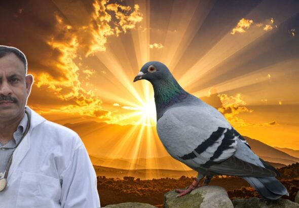 Pigeon Summer Diseases