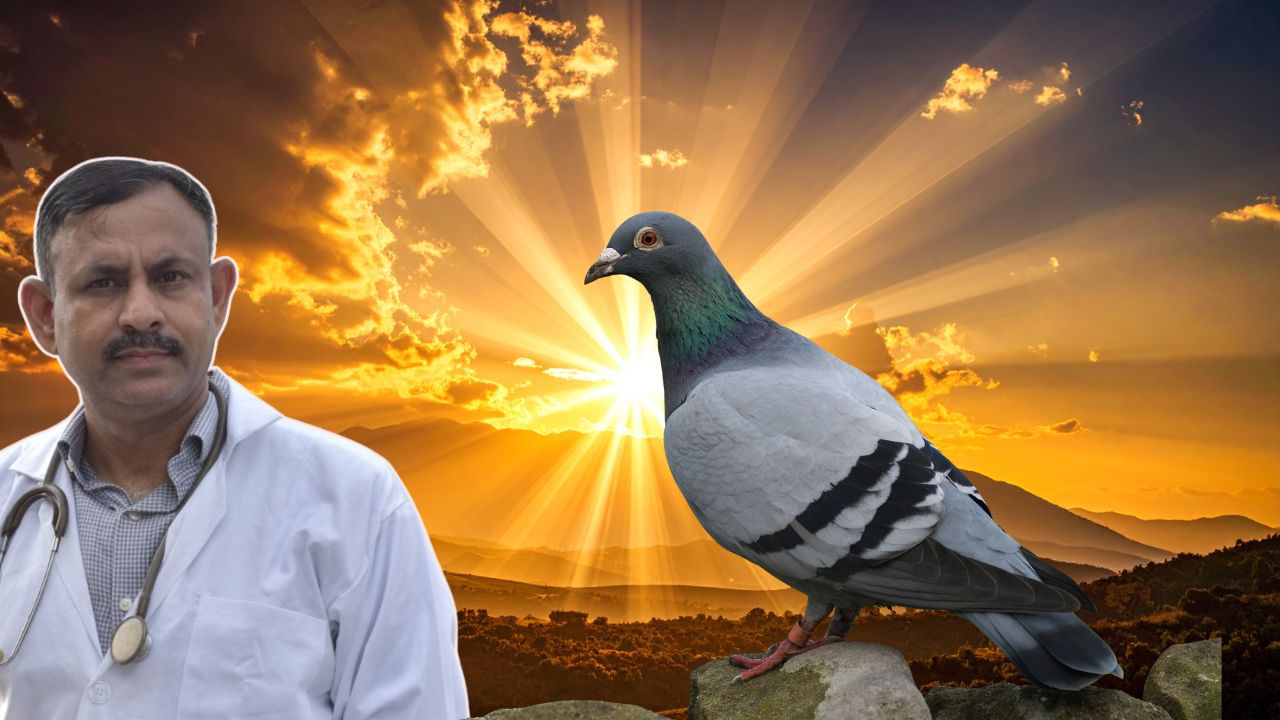 Pigeon Summer Diseases