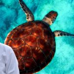 Turtle Care Tips