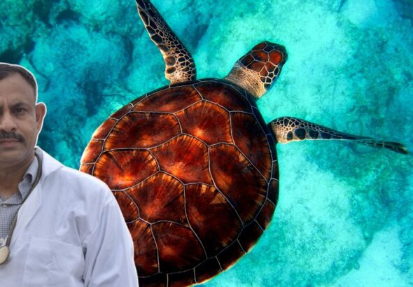 Turtle Care Tips