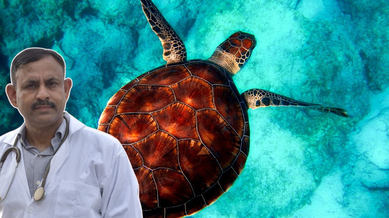 Turtle Care Tips