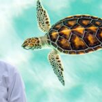 Turtle Care