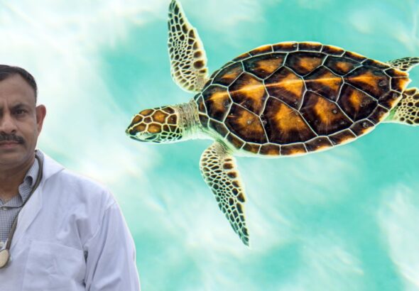Turtle Care