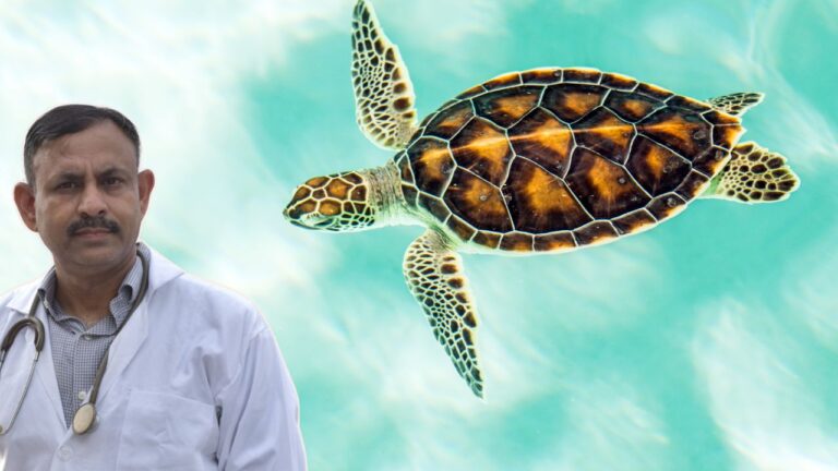 Turtle Care