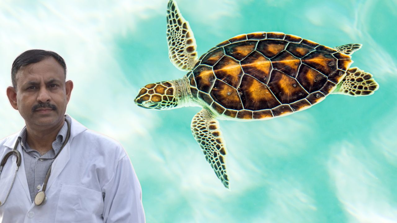 Turtle Care