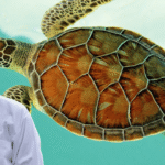 Turtle Care