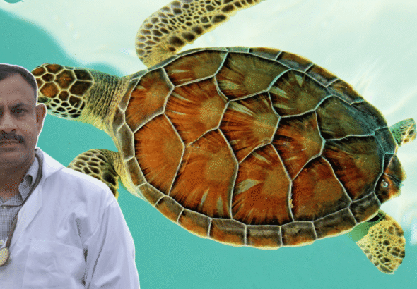 Turtle Care
