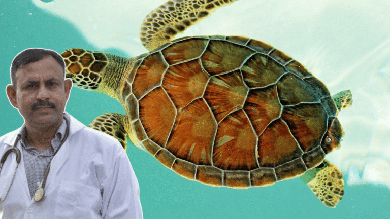 Turtle Care