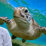 Turtle Fungus Prevention: