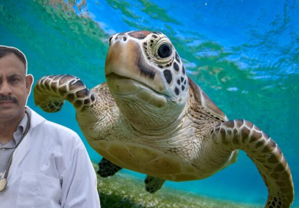 Turtle Fungus Prevention: