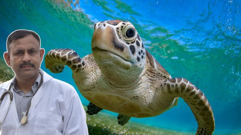 Turtle Fungus Prevention: