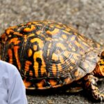 Turtle Shell Infection