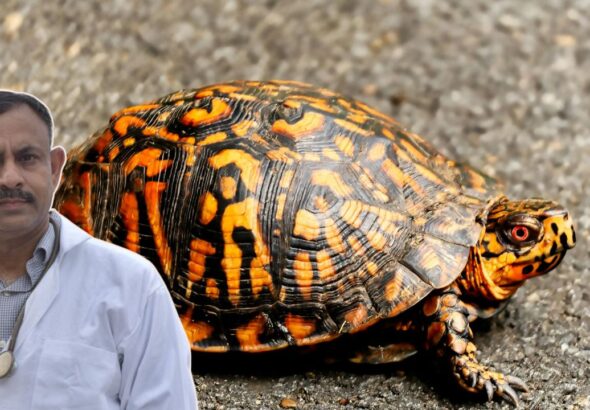 Turtle Shell Infection