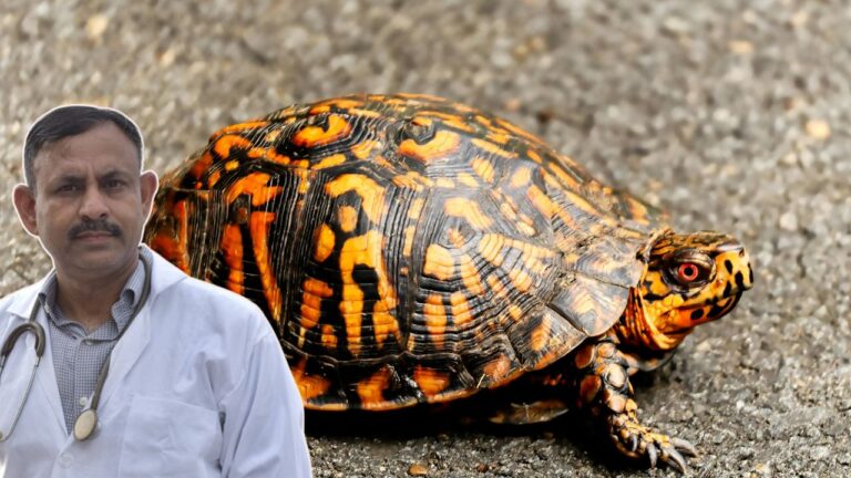 Turtle Shell Infection