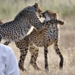 Wild Animal Fight