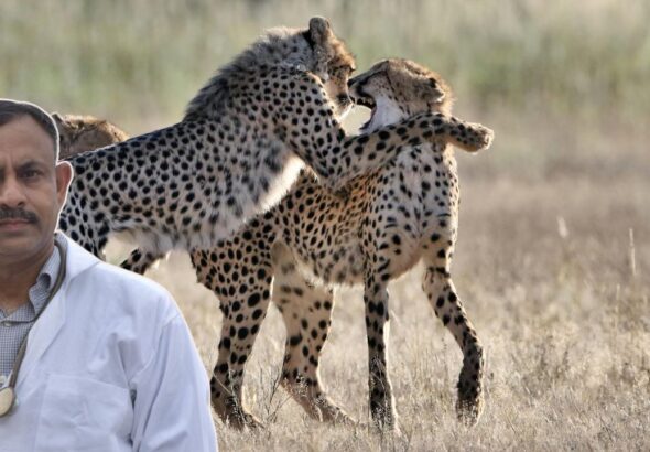 Wild Animal Fight