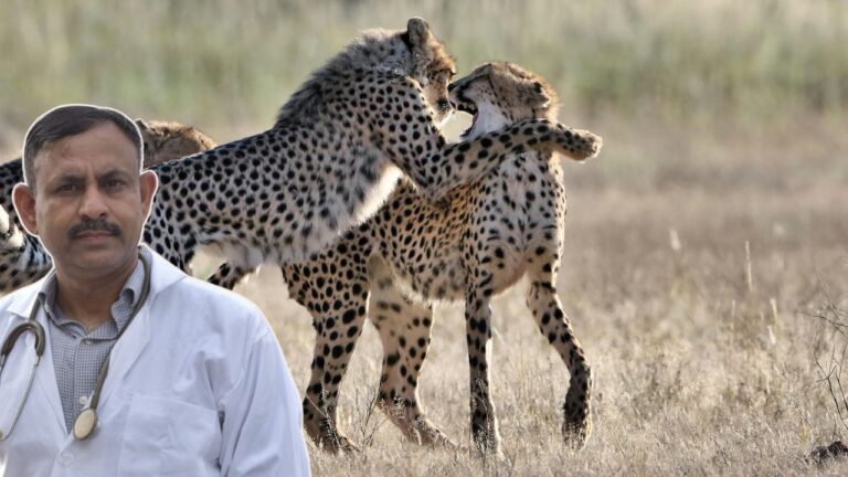 Wild Animal Fight