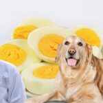 can dogs eat eggs