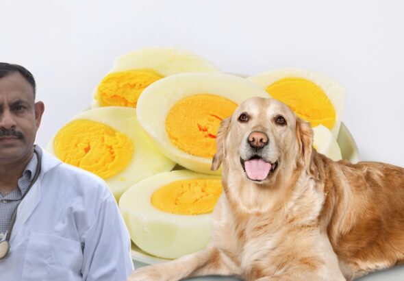 can dogs eat eggs