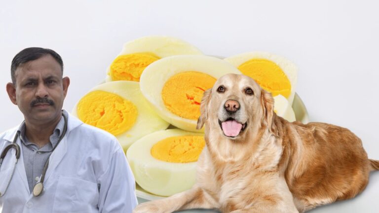 can dogs eat eggs
