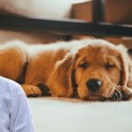 dog care