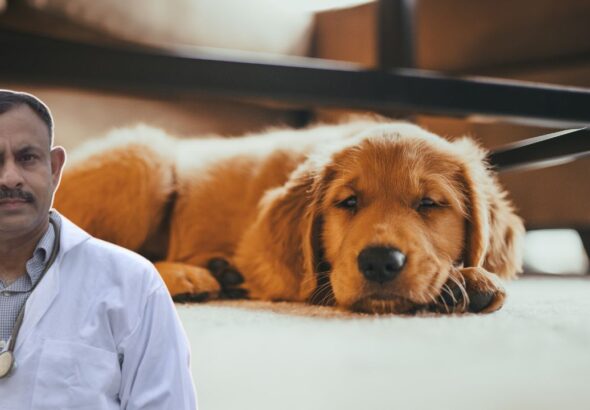 dog care