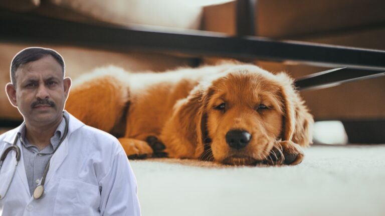 dog care