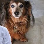 dog obesity,