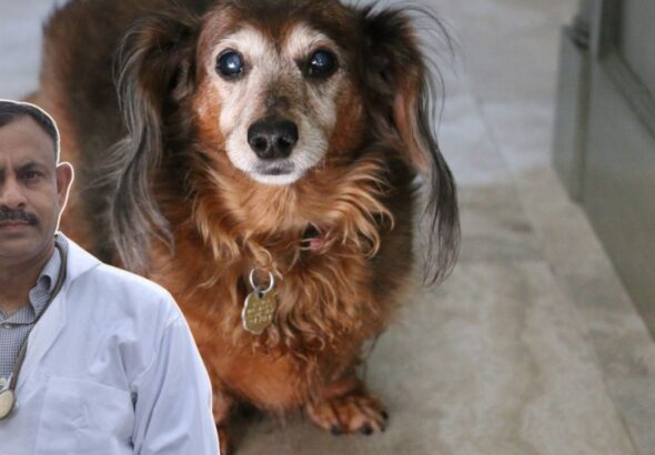 dog obesity,