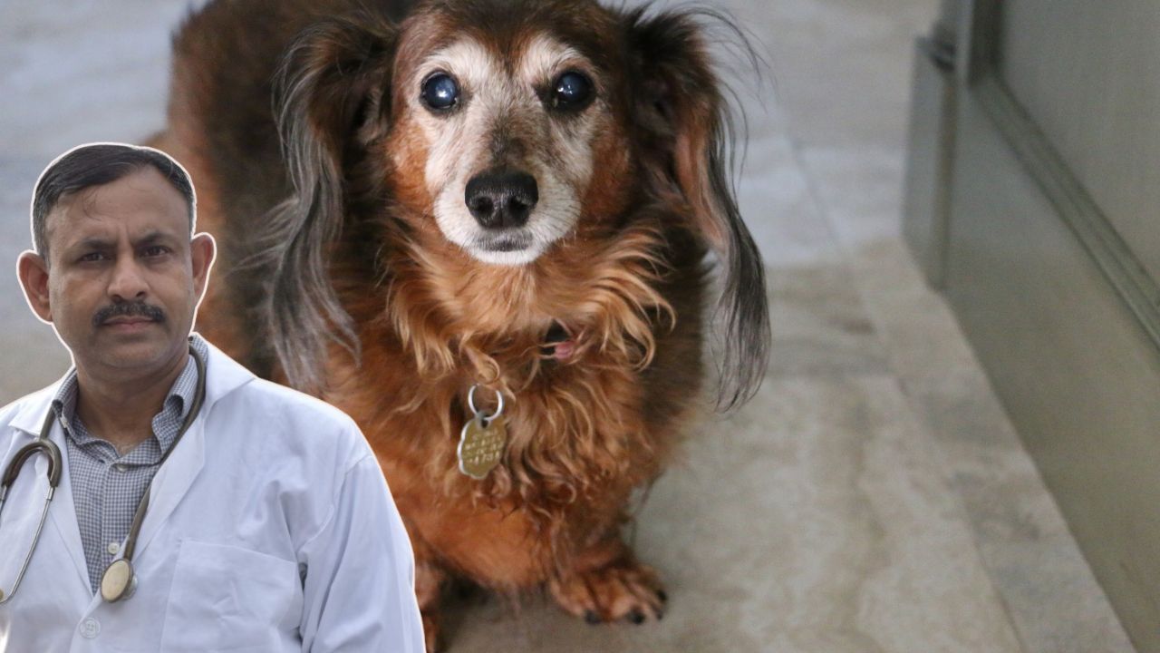 dog obesity,