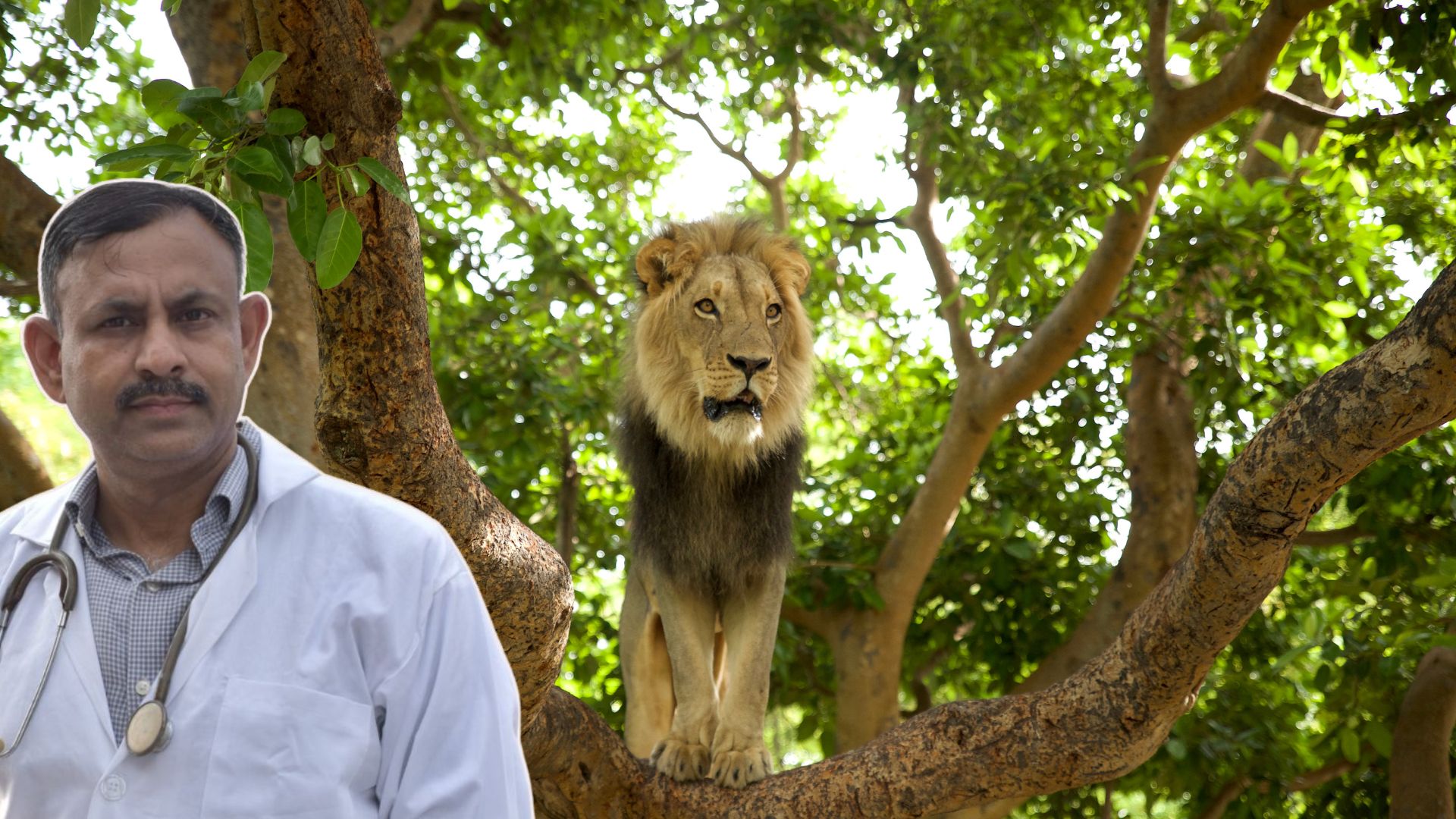 lion climbing trees