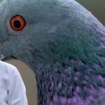 pigeon panting in summer